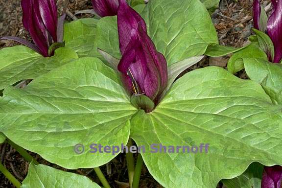 trillium chloropetalum 3 graphic